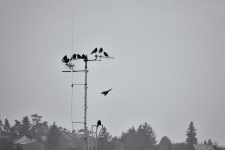 strážci antén / antenna guards
