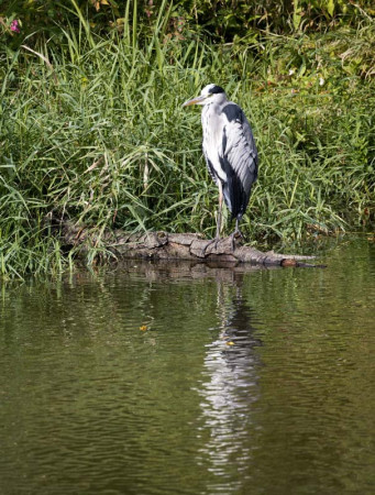 na lovu / on the hunt